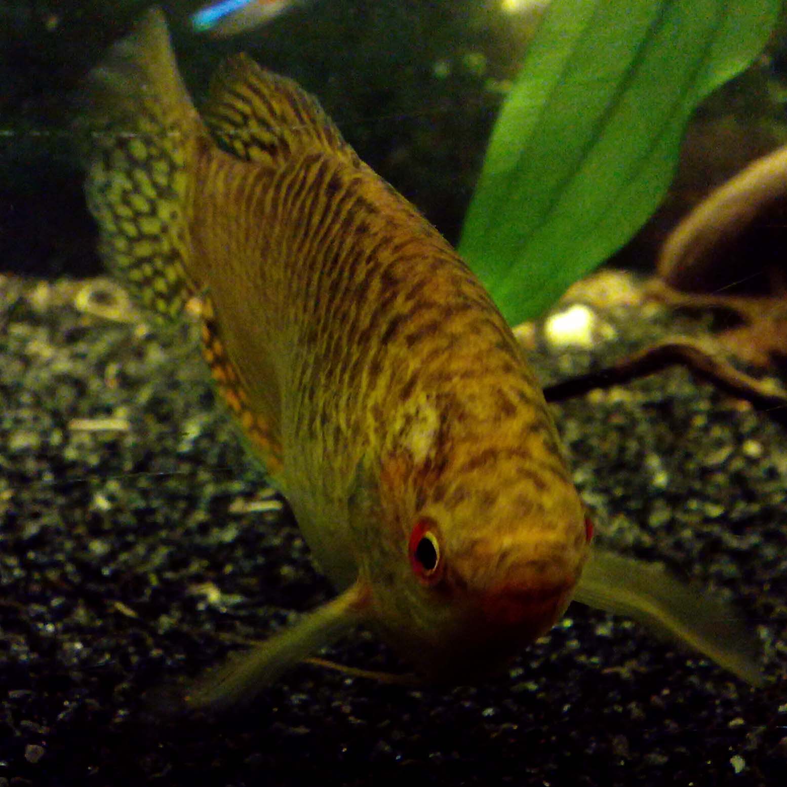 Goldener Fadenfisch